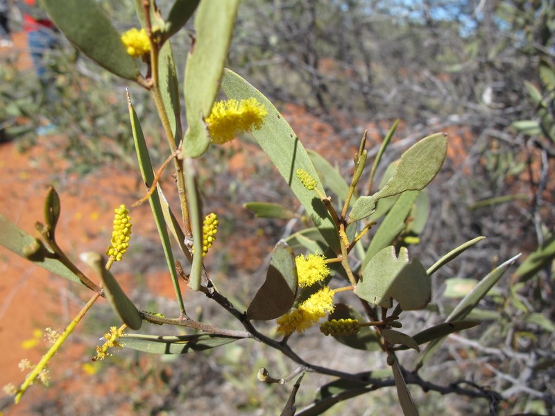 Acacia kempeana photo 2