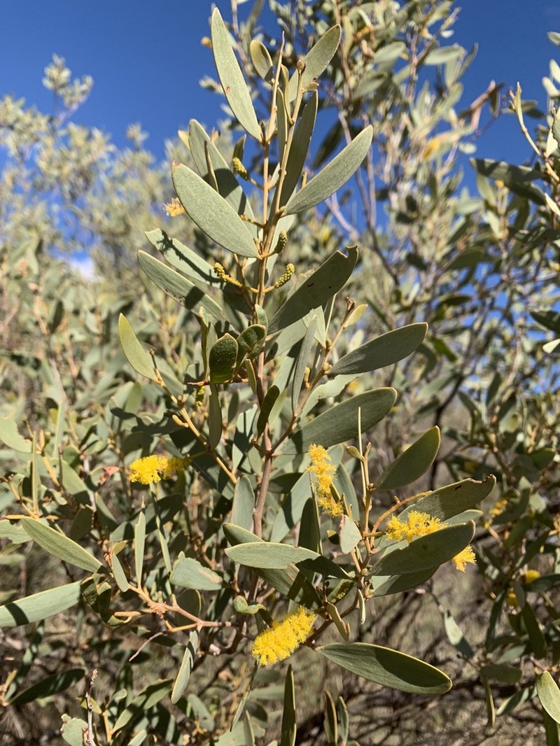 Acacia kempeana photo 3