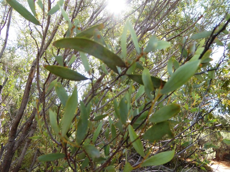 Acacia kempeana photo 4