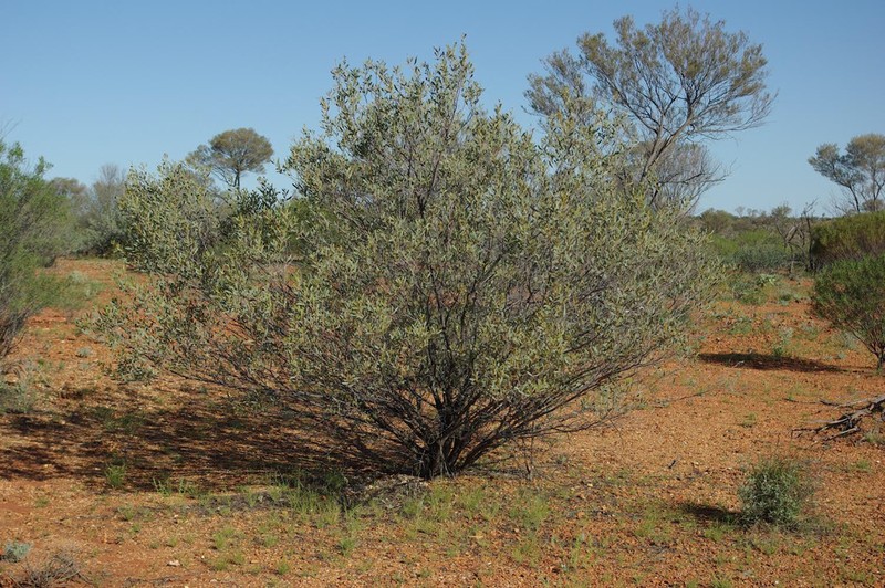 Acacia kempeana photo 5