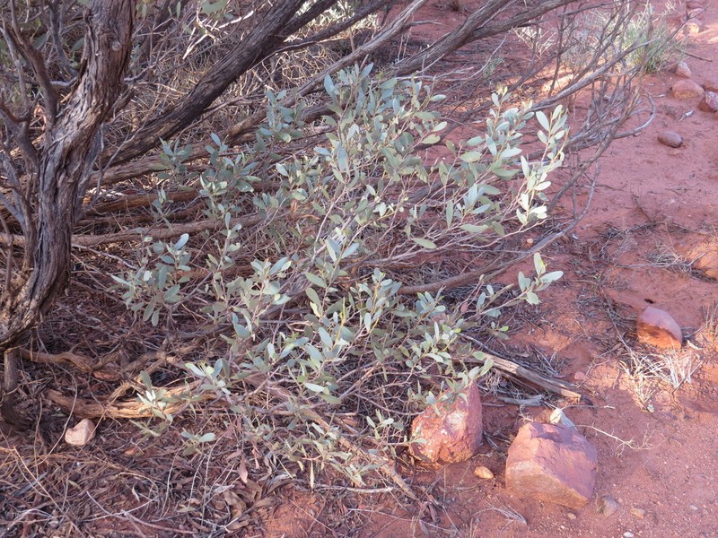 Acacia kempeana photo 6