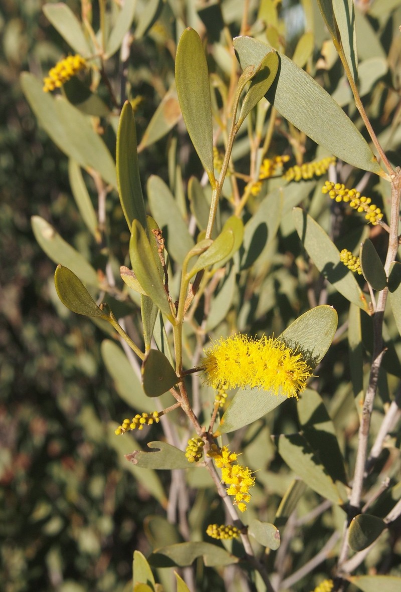 Acacia kempeana photo 7