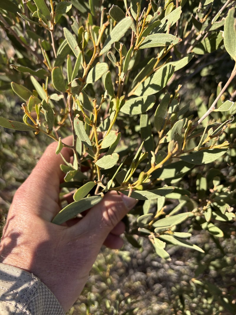 Acacia kempeana photo 8