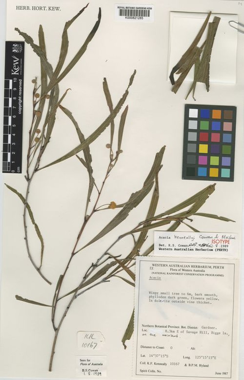 Acacia kenneallyi
