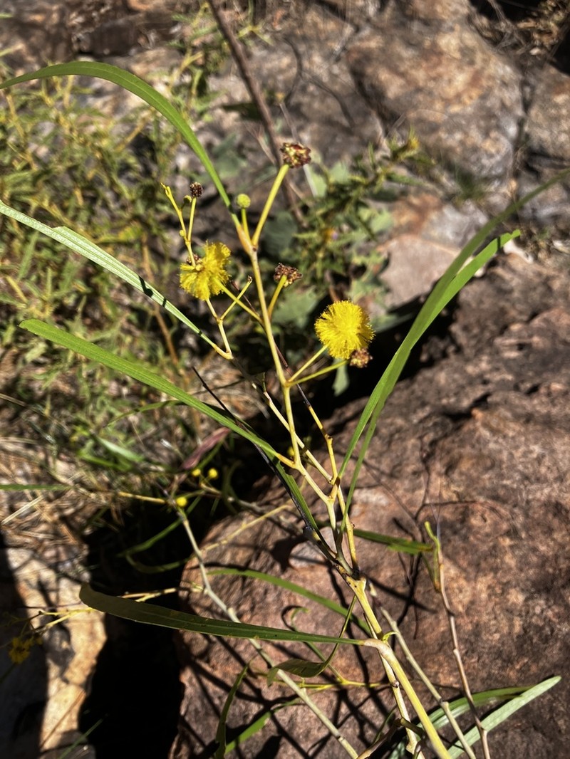 Acacia kenneallyi photo 2