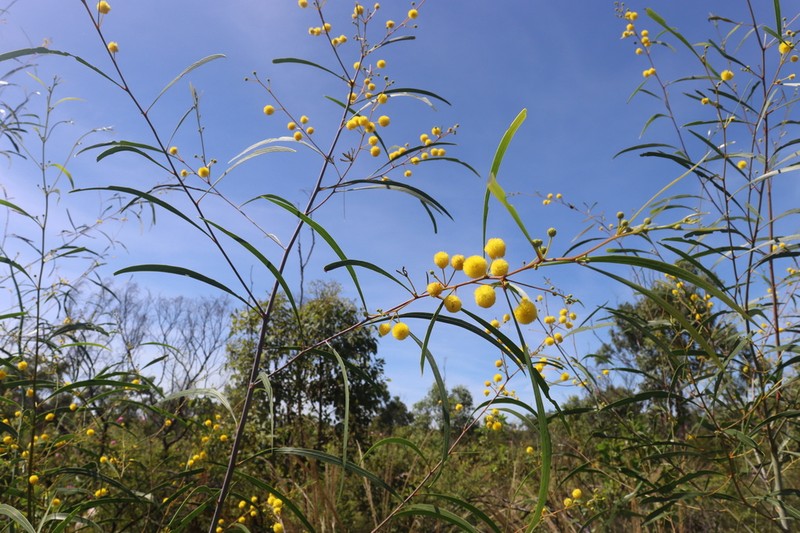 Acacia kenneallyi photo 3