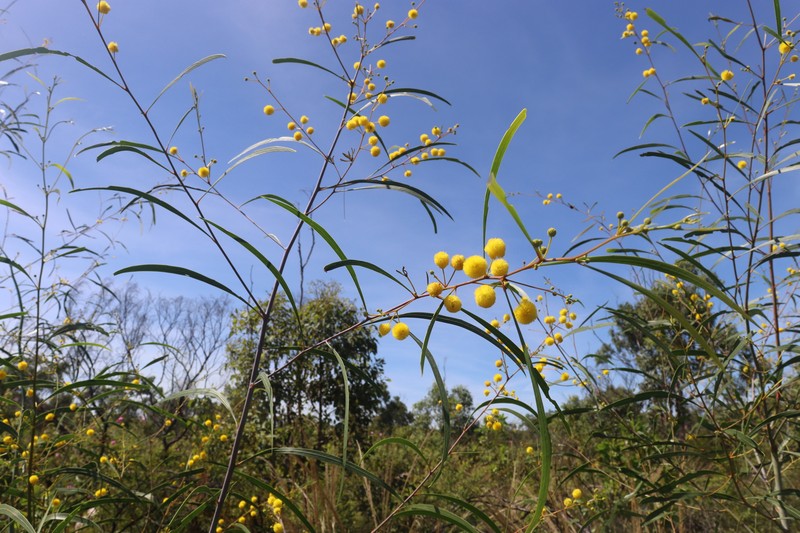 Acacia kenneallyi photo 4