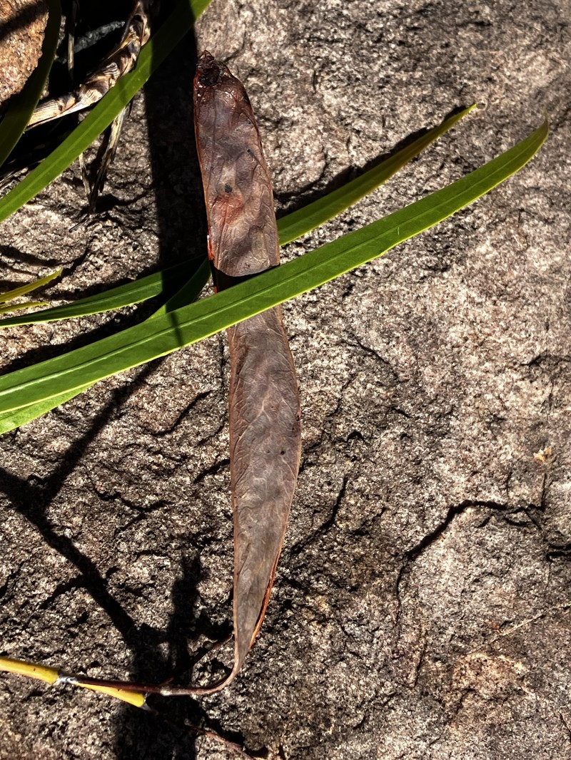 Acacia kenneallyi photo 5