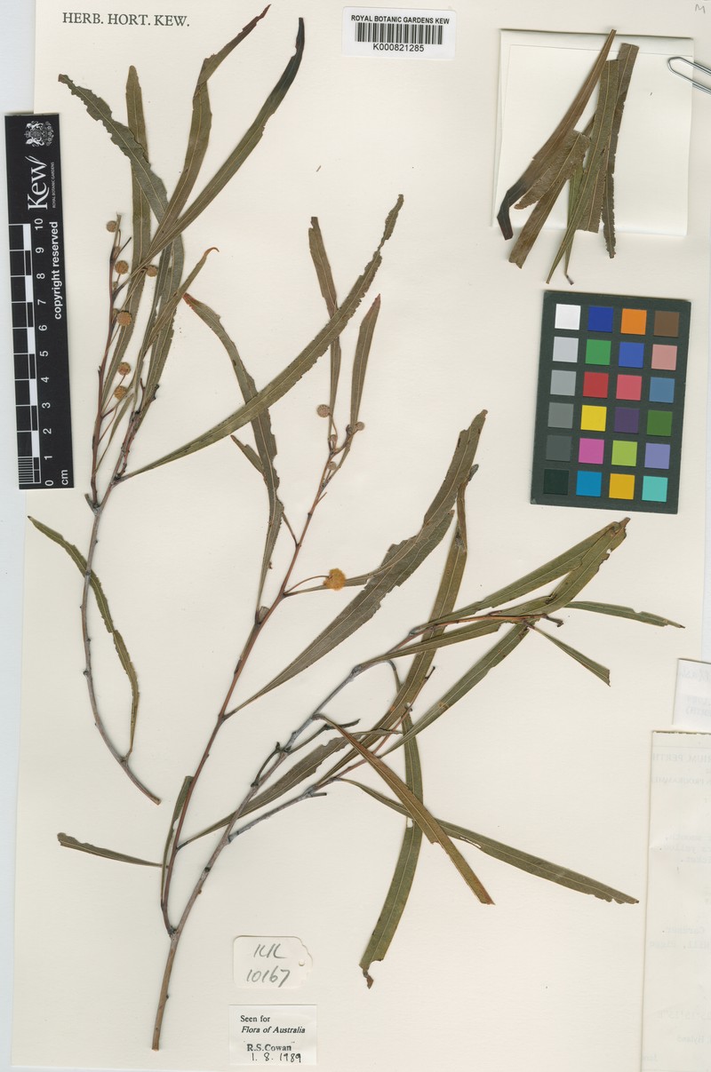 Acacia kenneallyi photo 6