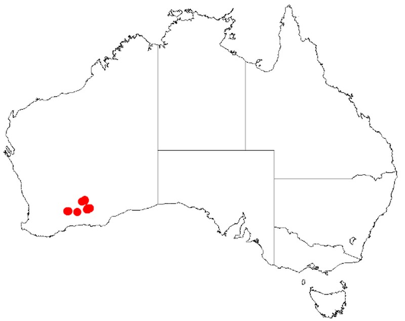 Acacia kerryana