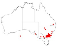 Acacia kettlewelliae