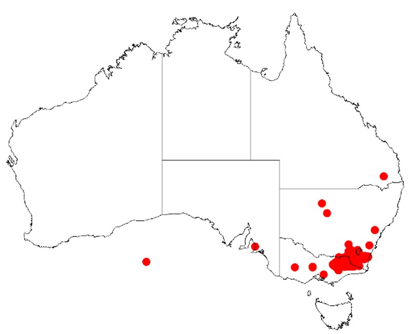 Acacia kettlewelliae
