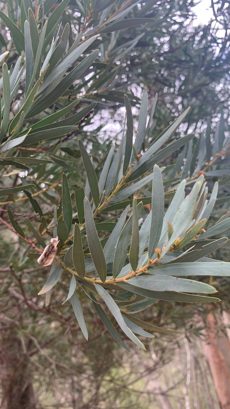 Acacia kettlewelliae photo 2