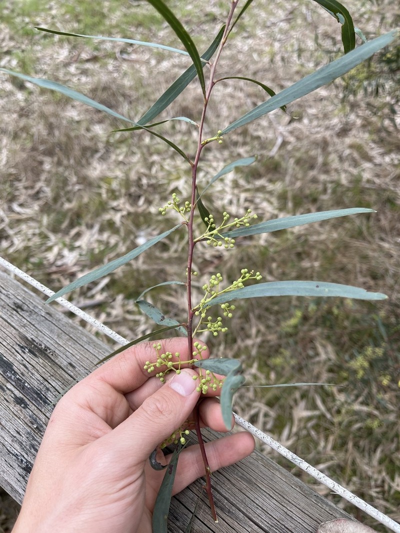 Acacia kettlewelliae photo 3