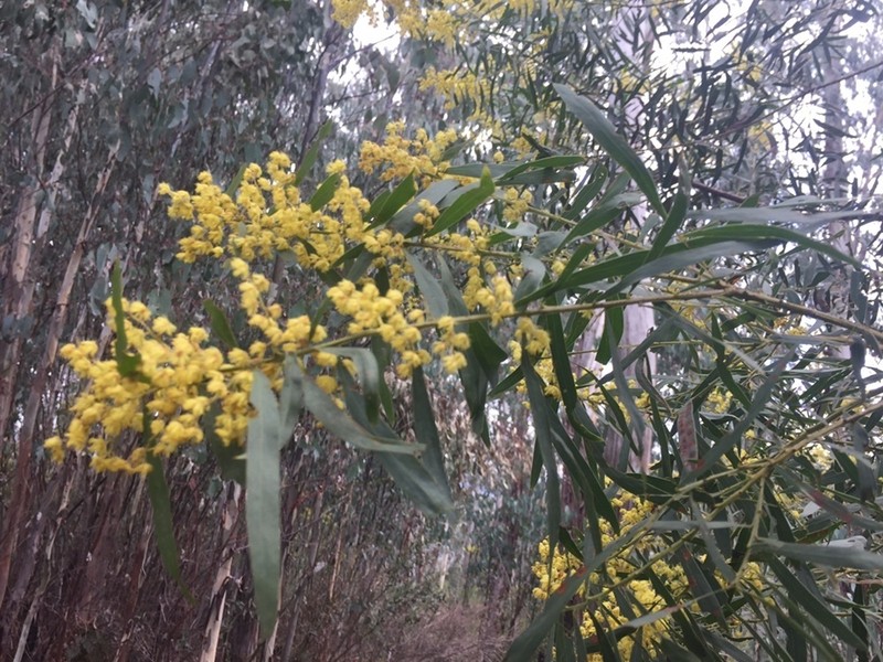 Acacia kettlewelliae photo 4