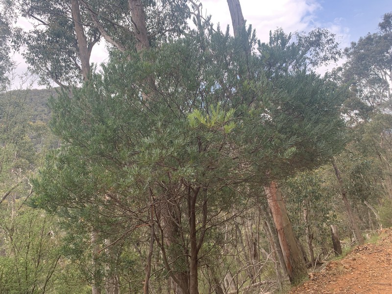 Acacia kettlewelliae photo 5