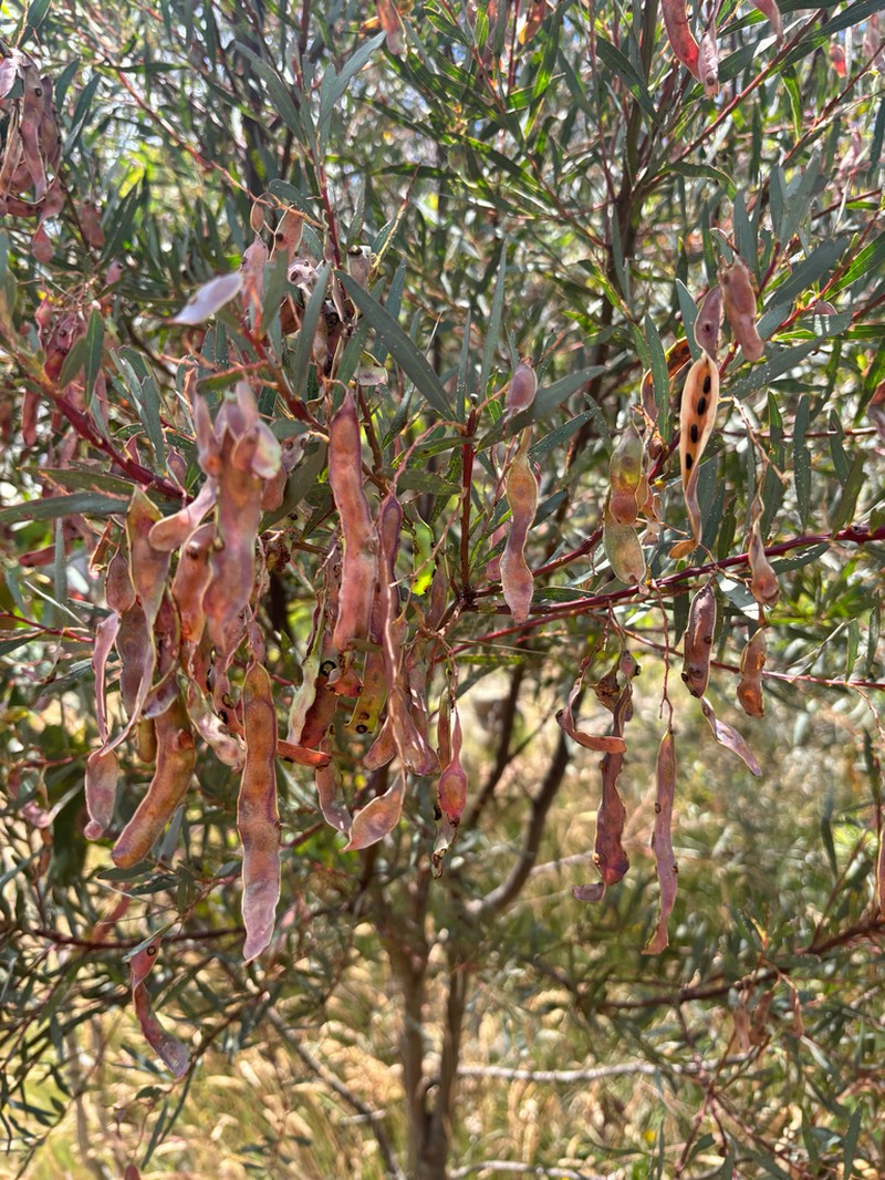 Acacia kettlewelliae photo 6
