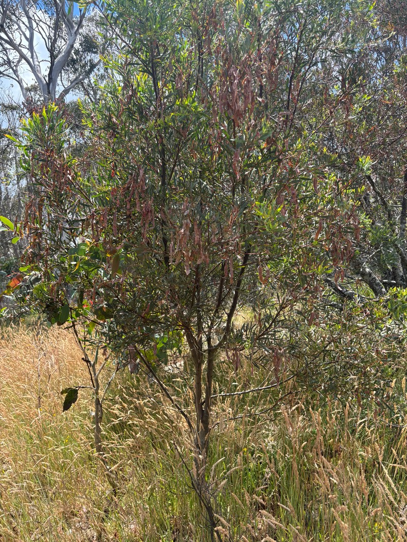 Acacia kettlewelliae photo 7