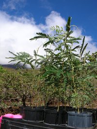 Koa