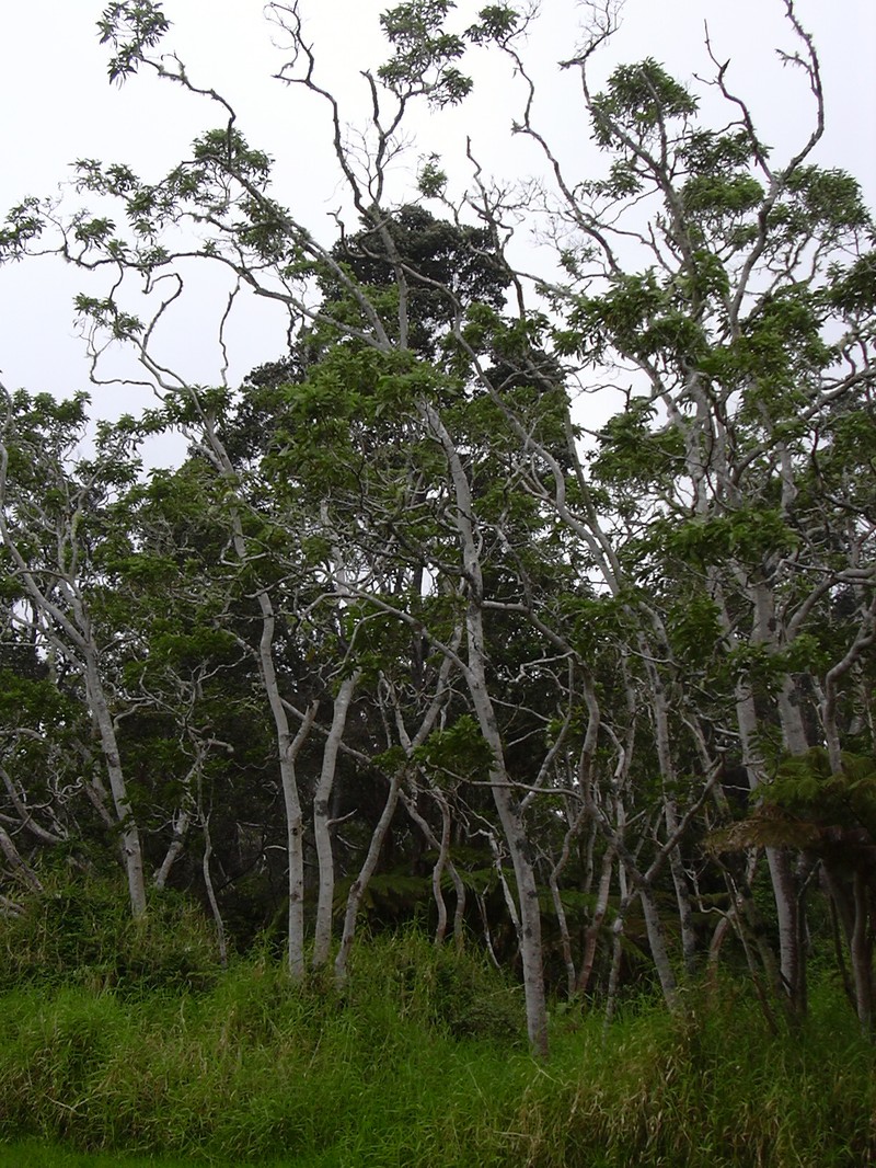 Koa photo 7