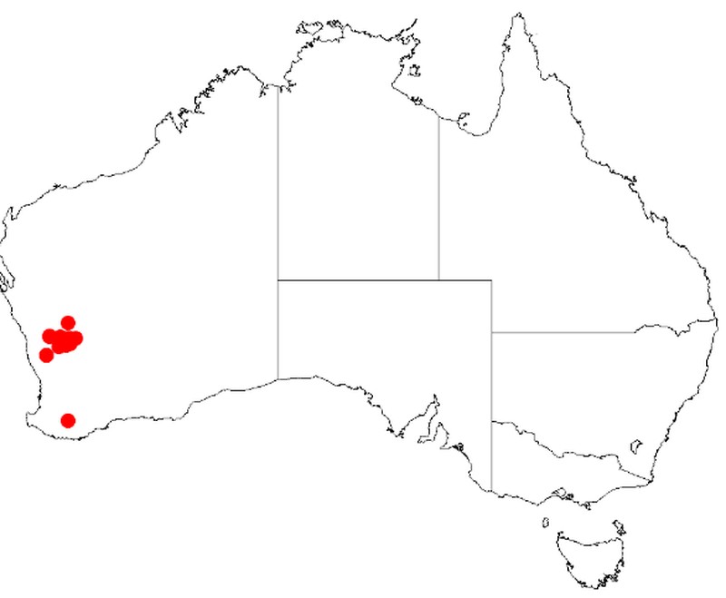 Acacia kochii