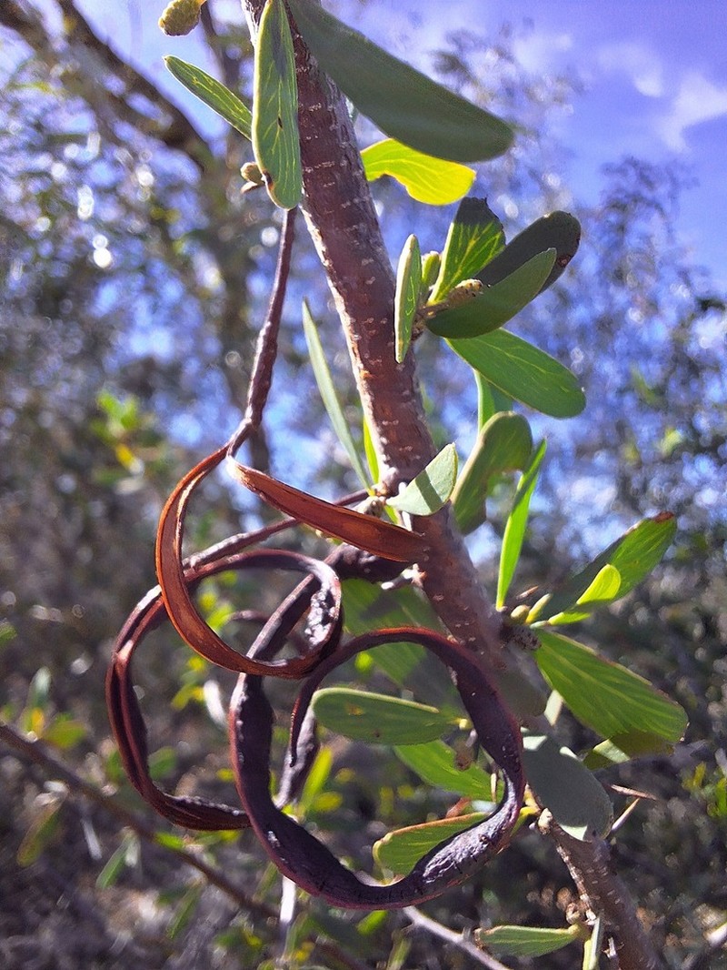Acacia kochii photo 3