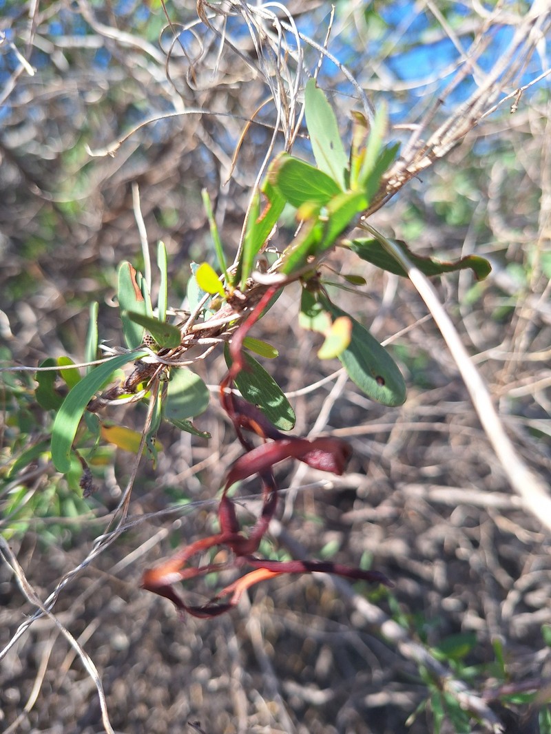 Acacia kochii photo 4
