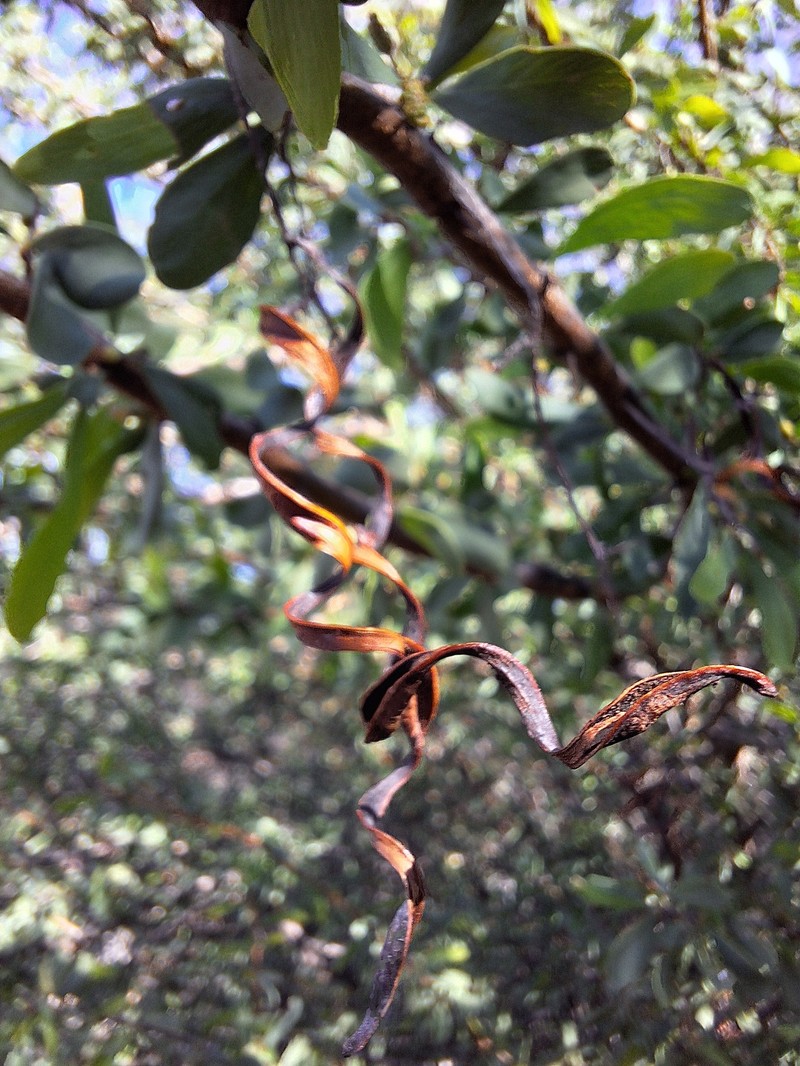 Acacia kochii photo 5