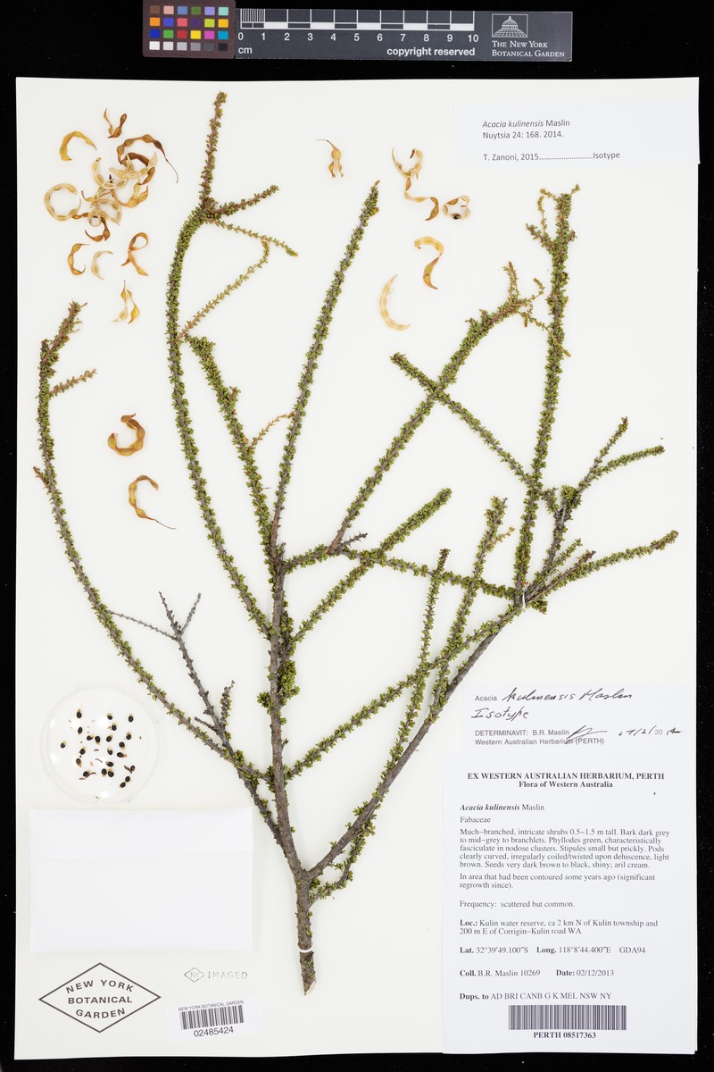 Acacia kulinensis