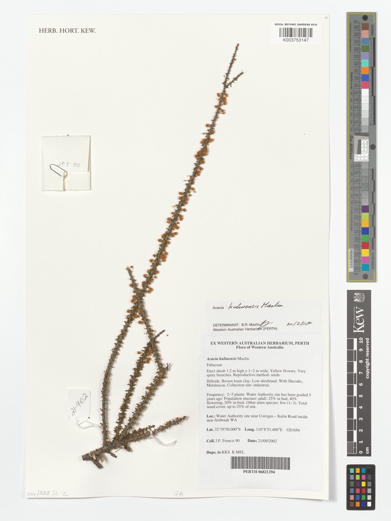 Acacia kulinensis photo 2