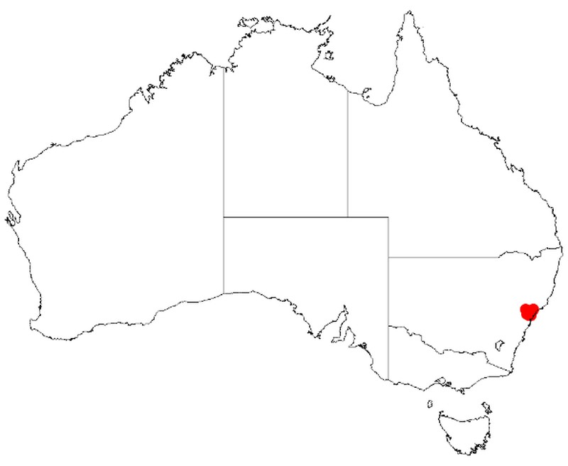 Acacia kulnurensis