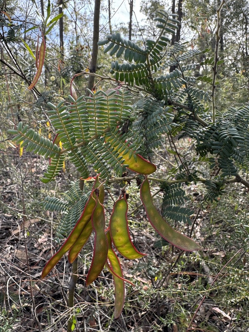 Acacia kulnurensis photo 2
