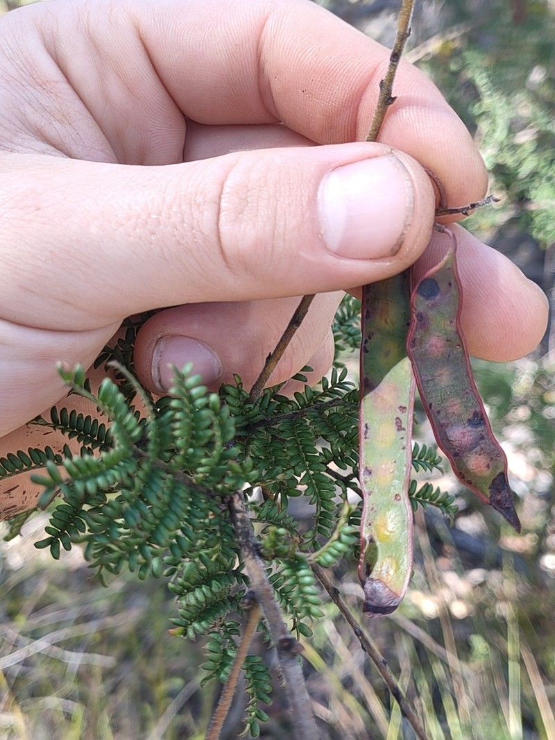 Acacia kulnurensis photo 3