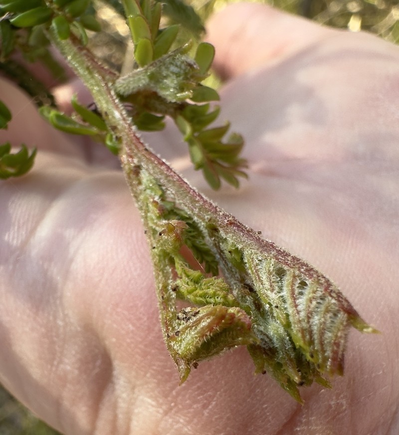 Acacia kulnurensis photo 4