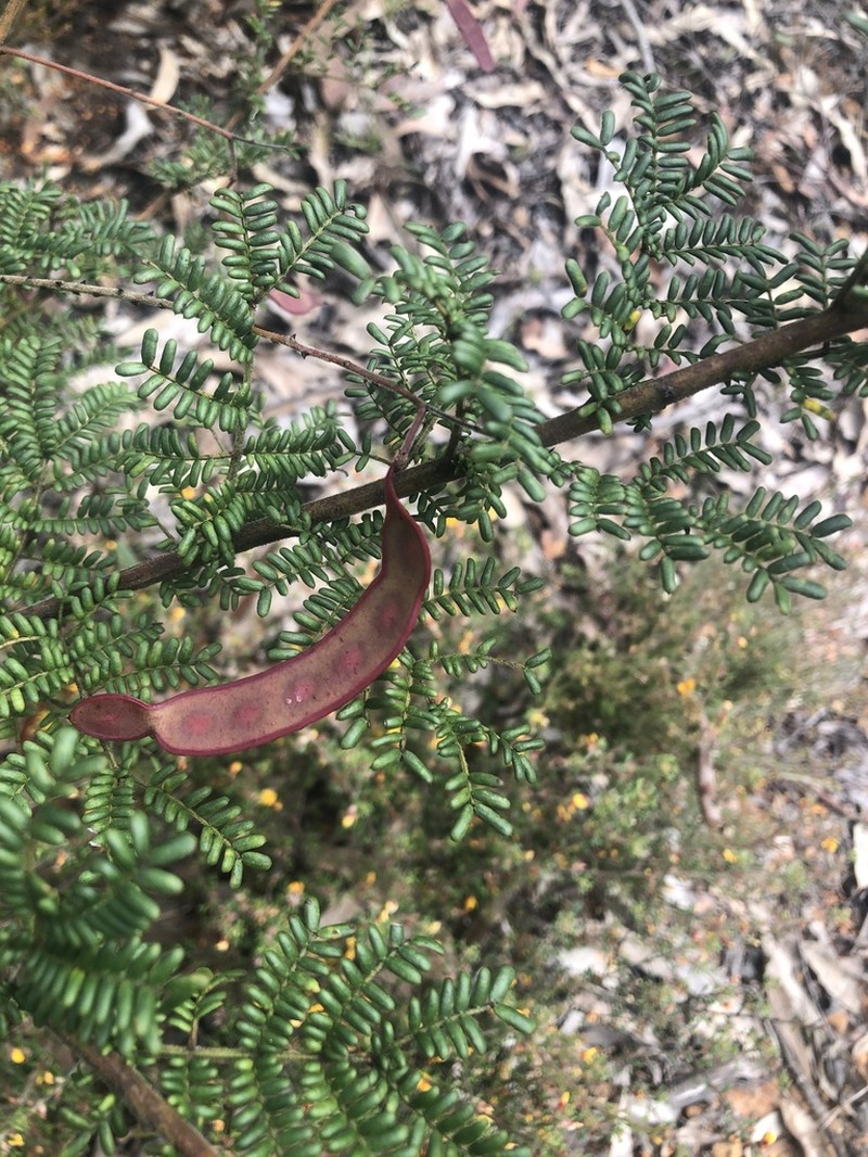 Acacia kulnurensis photo 5