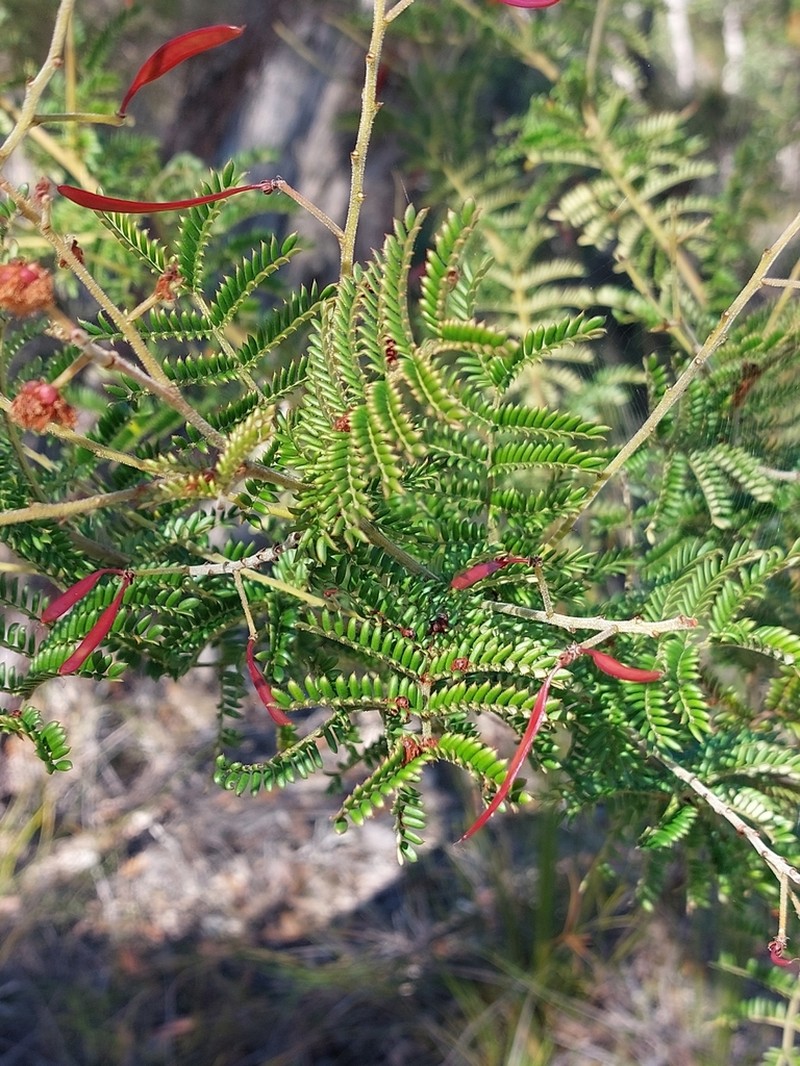 Acacia kulnurensis photo 6
