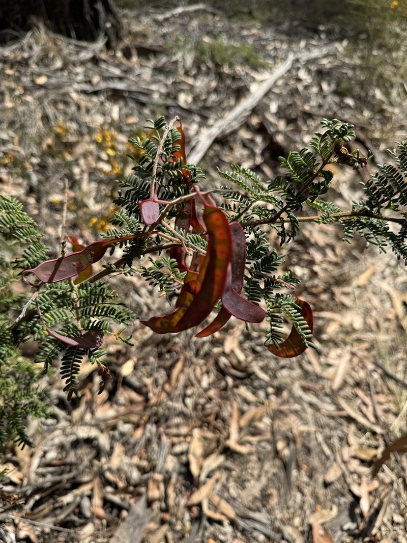 Acacia kulnurensis photo 7
