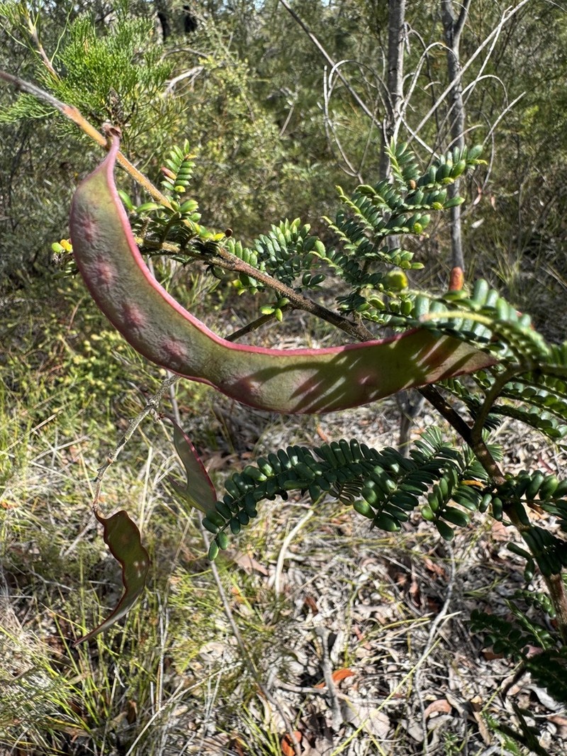 Acacia kulnurensis photo 8