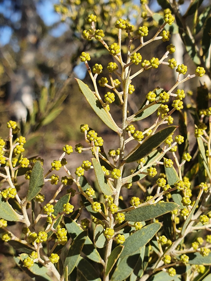 Acacia kybeanensis