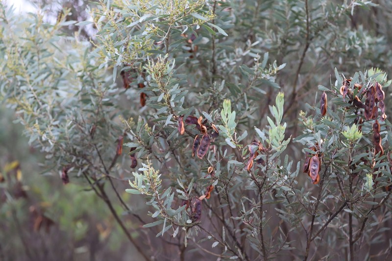 Acacia kybeanensis photo 2