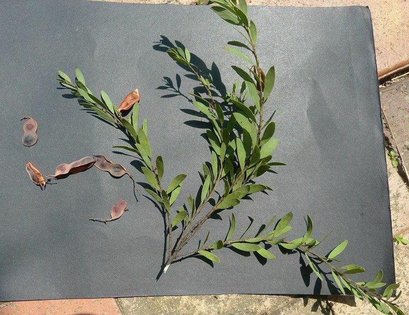 Acacia kybeanensis photo 3