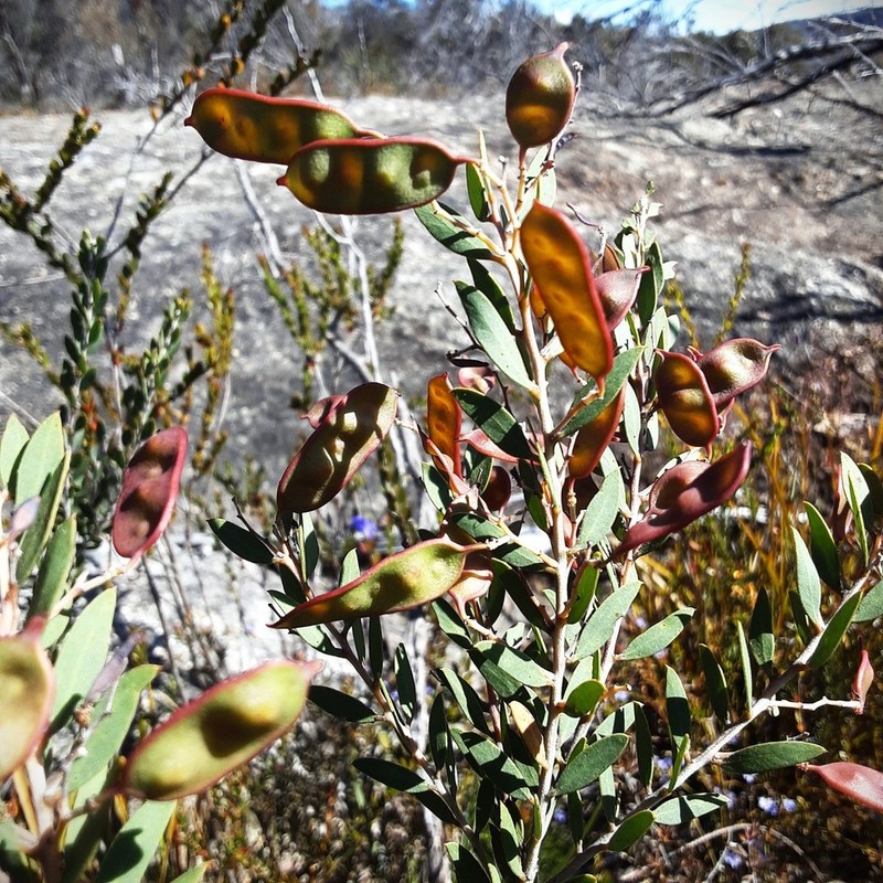 Acacia kybeanensis photo 4