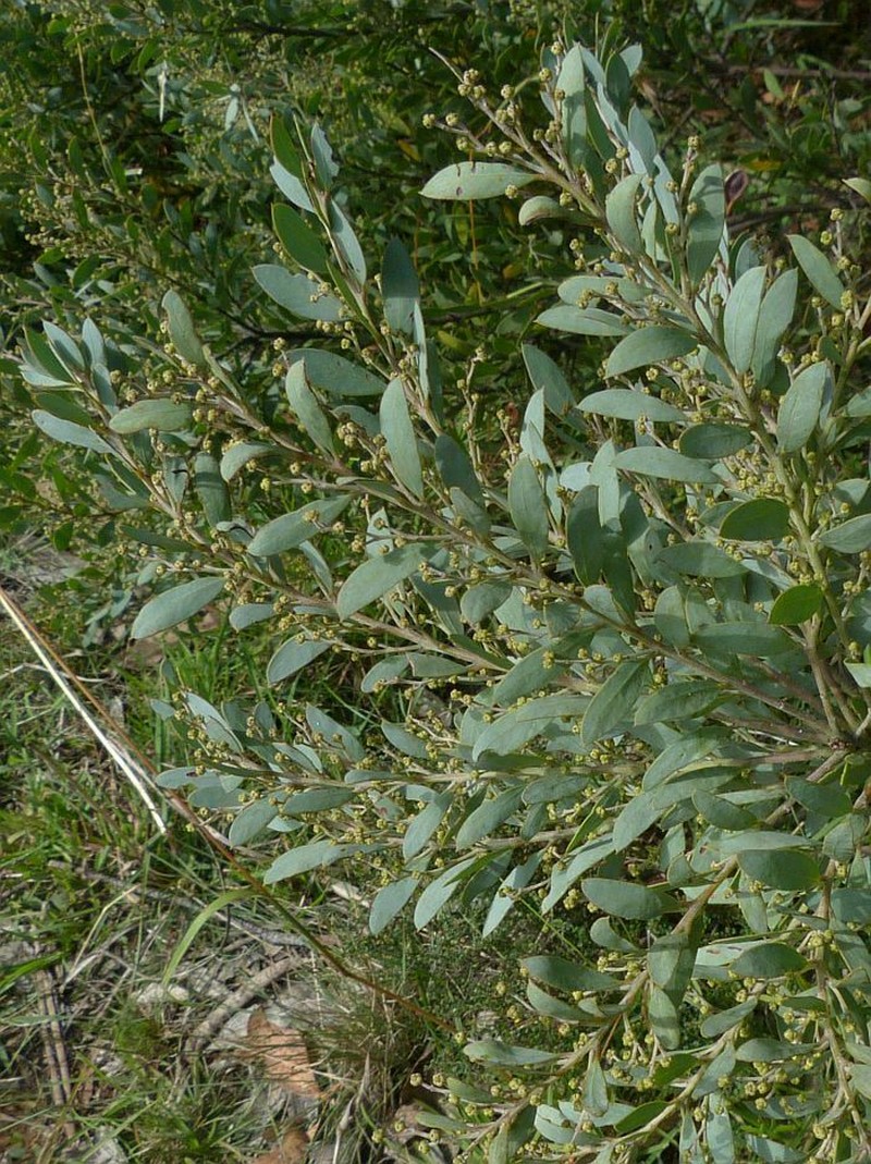 Acacia kybeanensis photo 5