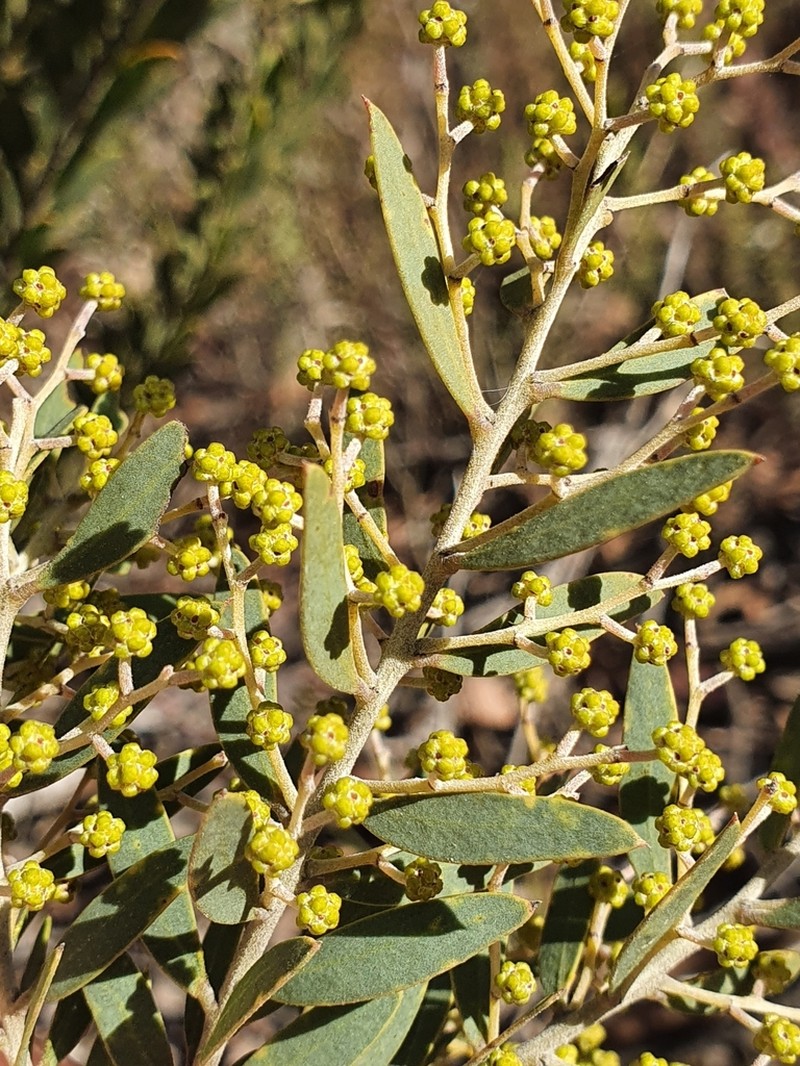 Acacia kybeanensis photo 6