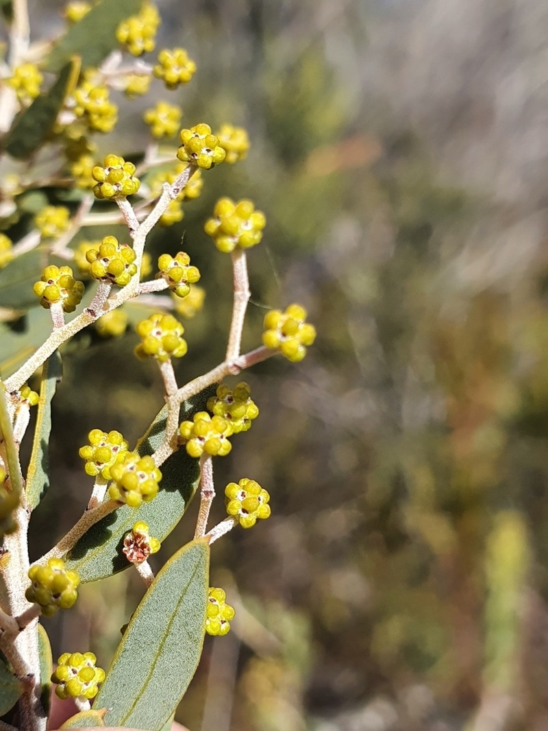 Acacia kybeanensis photo 7