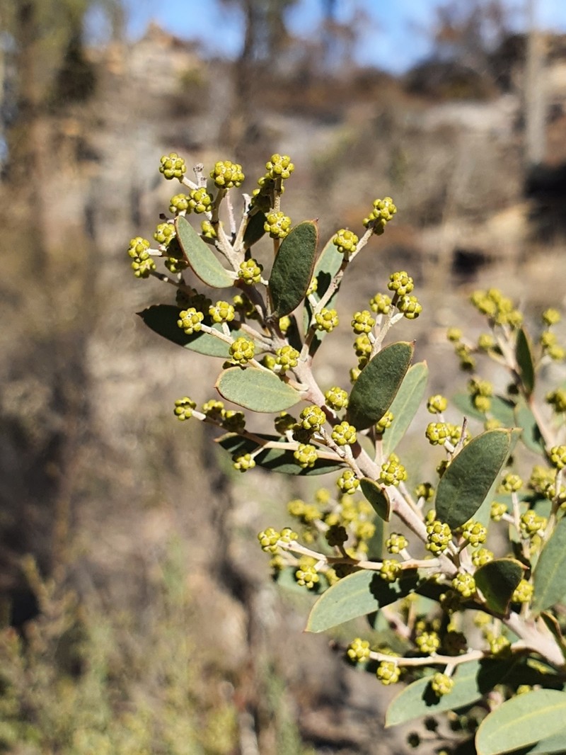 Acacia kybeanensis photo 8