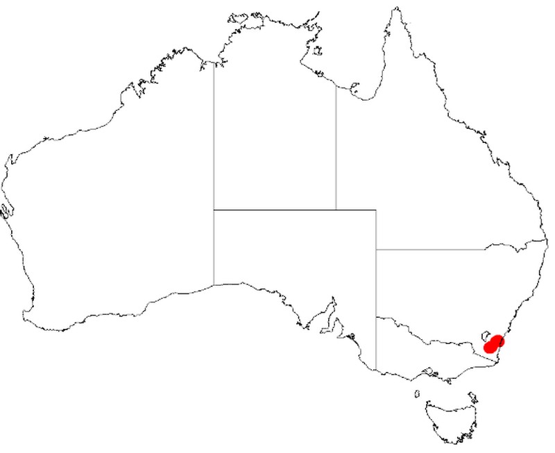 Acacia kydrensis