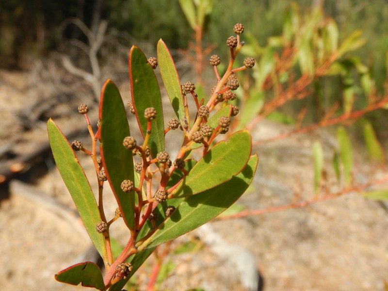 Acacia kydrensis photo 2