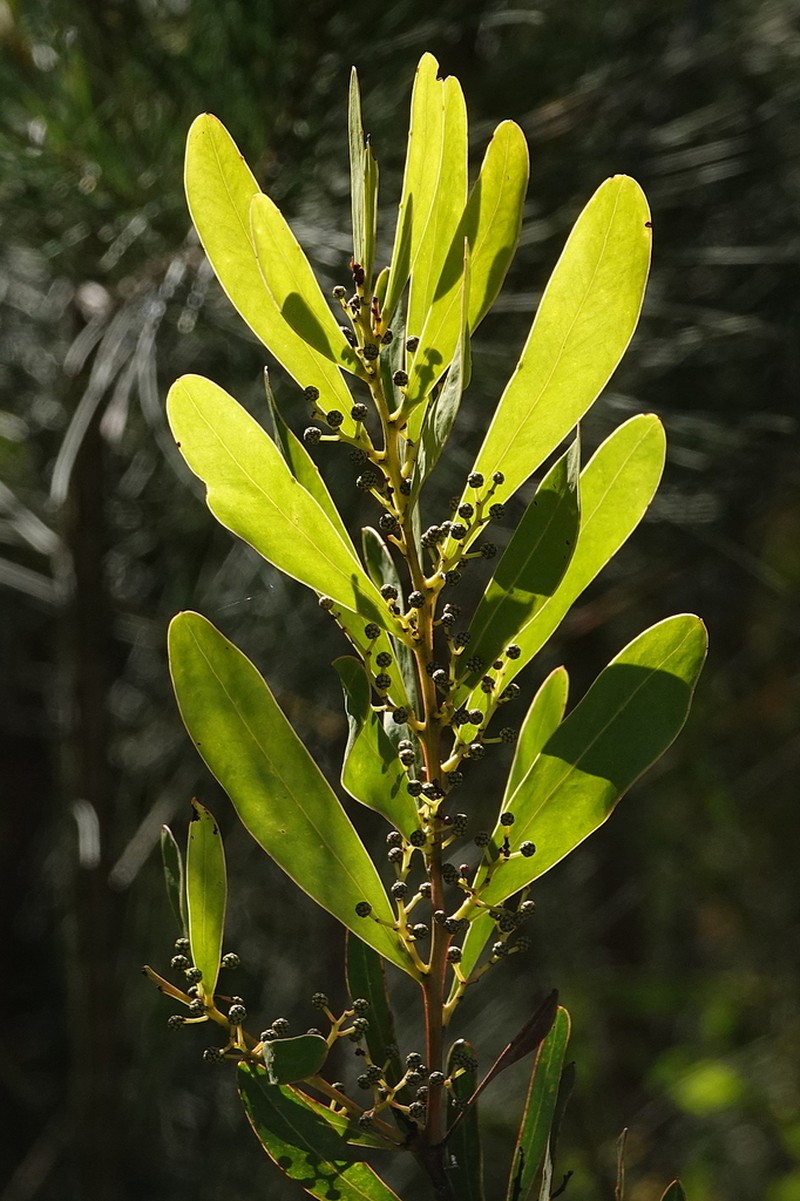 Acacia kydrensis photo 3