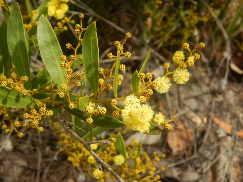 Acacia kydrensis photo 6